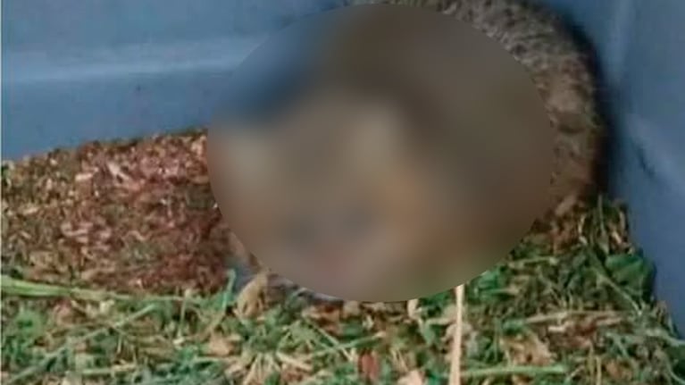 Rescataron en La Calera a un animal "poco frecuente" en Córdoba.