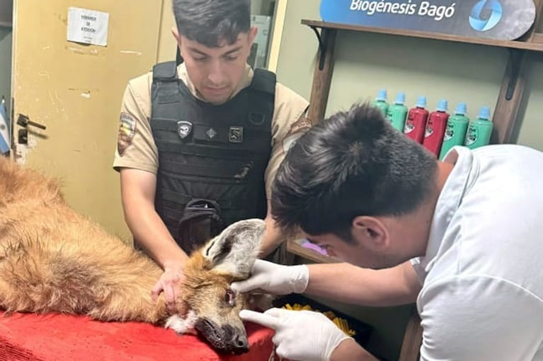 Rescataron un aguará guazú en el sur de Córdoba.