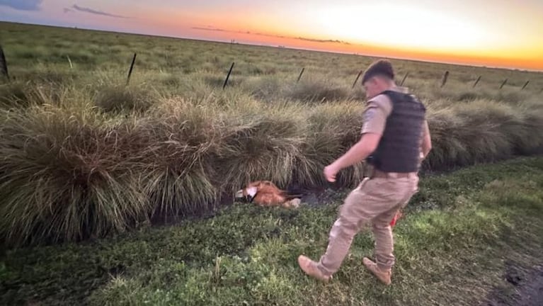 Rescataron un aguará guazú en el sureste de Córdoba.