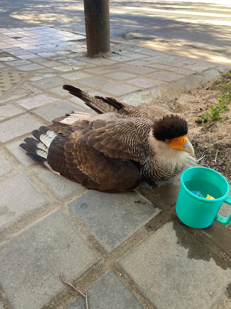 Rescataron un carancho en Nueva Córdoba.