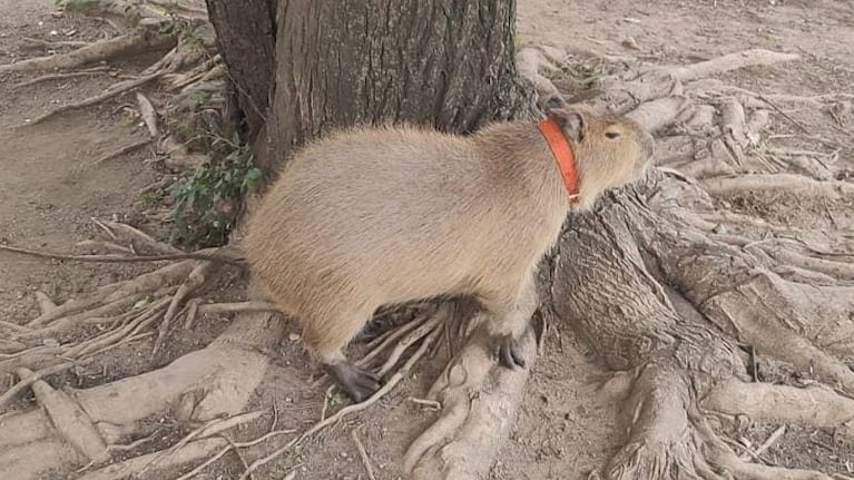 Rescataron un carpincho en Colonia Caroya.