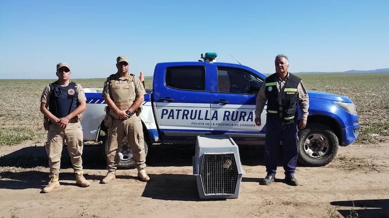 Rescataron un cóndor andino que estaba herido en pleno campo de Córdoba