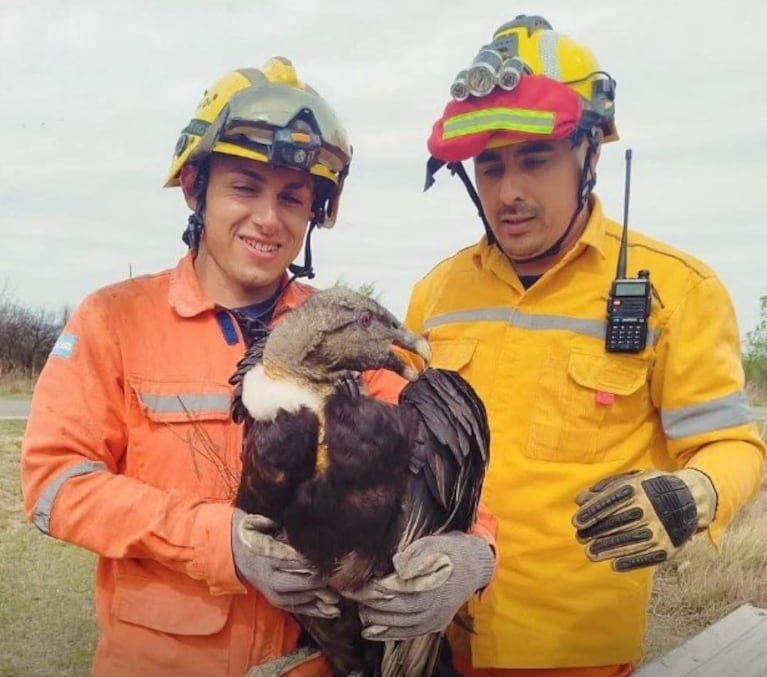 Rescataron un cóndor en Salsacate.