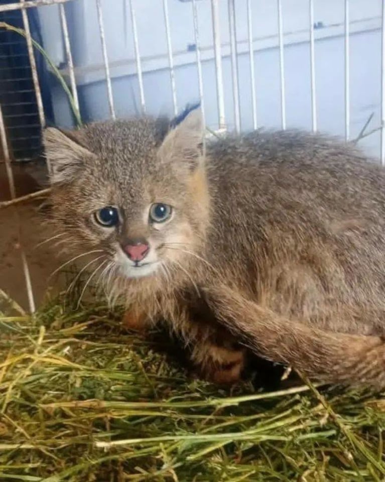 Rescataron un gato del pajonal en Córdoba.