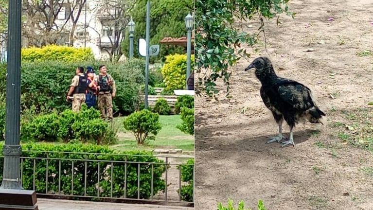 Rescataron un jote en la plaza Colón.