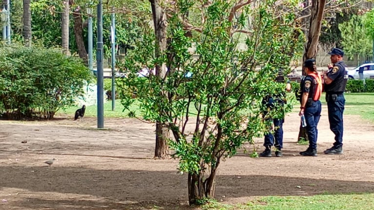 Rescataron un jote en la plaza Colón.