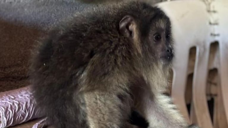 Rescataron un mono carayá en Villa el Libertador.
