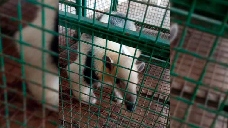 Rescataron un oso melero de los pasillos del colegio Taborin