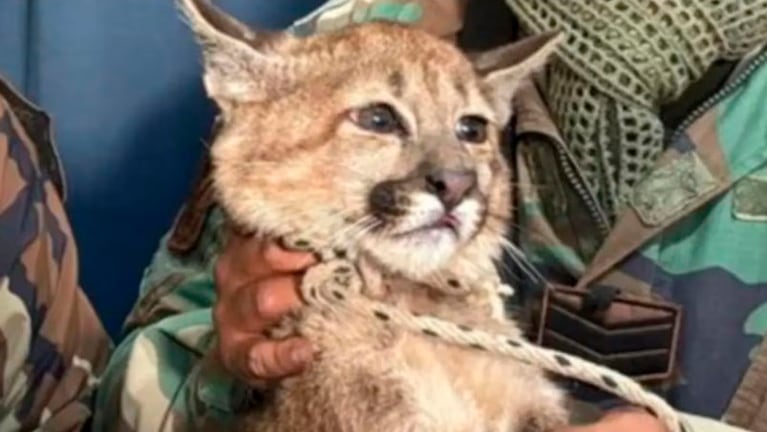 Rescataron un puma en una casa salteña.