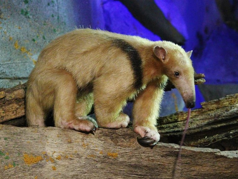 Rescataron una osa melera que huía de una jauría en Cruz del Eje