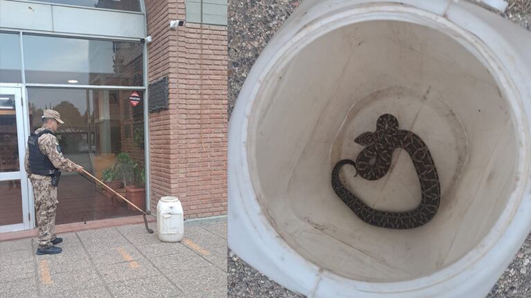 Rescataron una serpiente en el colegio San Buenaventura.