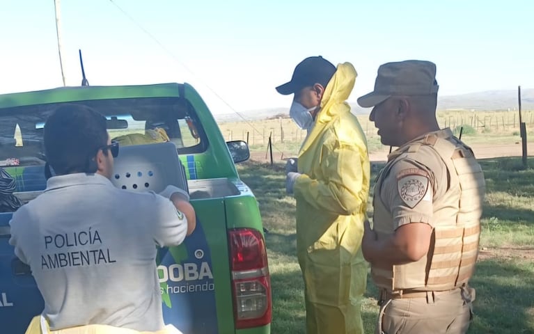 Rescate de un cóndor andino.