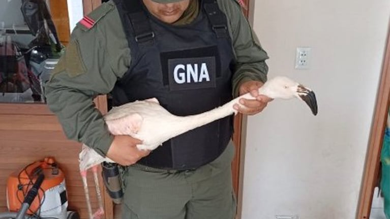 rescate flamenco cordoba