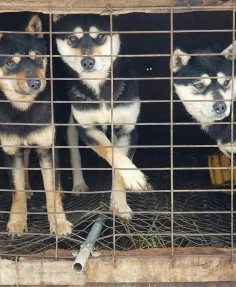 Rescató a 90 perros que iban a ser cocinados