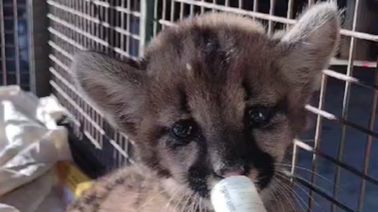 Rescató cachorros puma ruta Córdoba