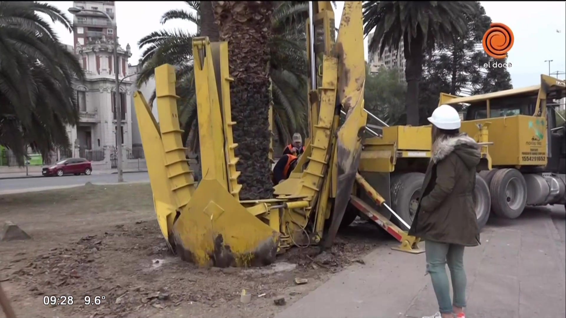 Reubican los árboles de la Plaza España