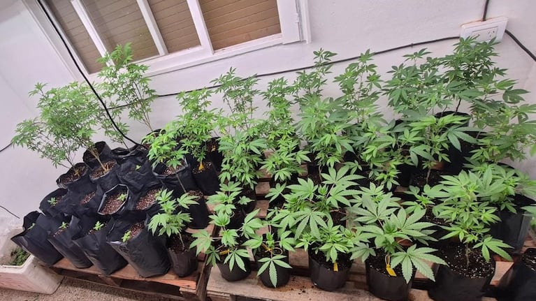 Revisaban los techos por una denuncia de robo, le encontraron un vivero de marihuana y fue detenido