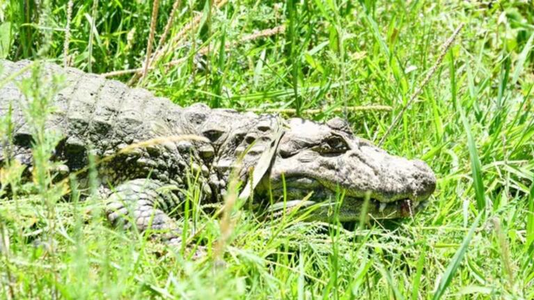 Ricardito, el yacaré overo, fue liberado en una reserva natural de Santa Fe tras años de cautiverio.