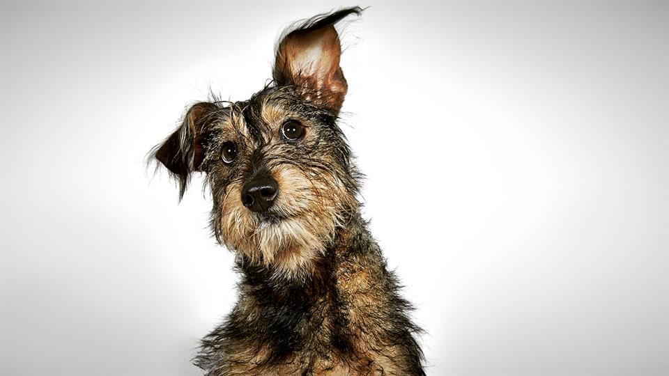 Richard Phibbs, un fotógrafo consagrado, dedicó un hermoso trabajo a los perros de la calle.