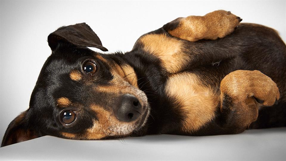 Richard Phibbs, un fotógrafo consagrado, dedicó un hermoso trabajo a los perros de la calle.