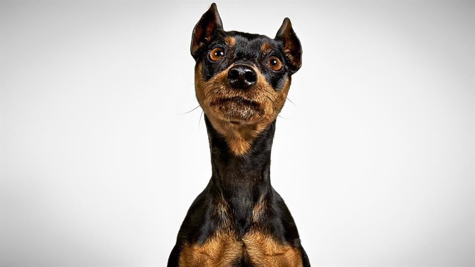 Richard Phibbs, un fotógrafo consagrado, dedicó un hermoso trabajo a los perros de la calle.