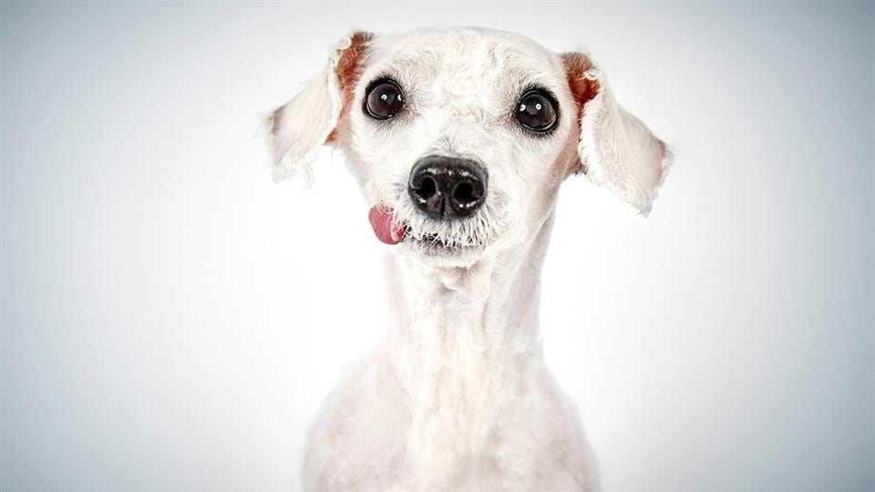 Richard Phibbs, un fotógrafo consagrado, dedicó un hermoso trabajo a los perros de la calle.