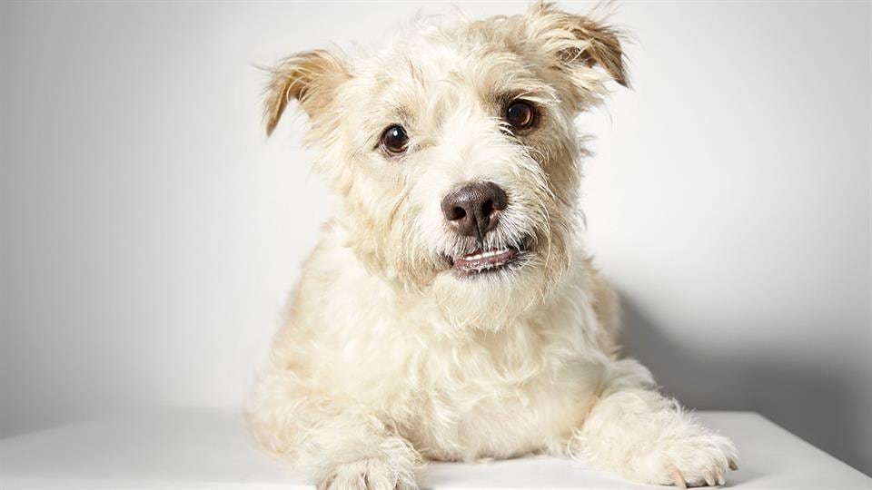 Richard Phibbs, un fotógrafo consagrado, dedicó un hermoso trabajo a los perros de la calle.