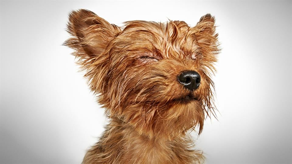 Richard Phibbs, un fotógrafo consagrado, dedicó un hermoso trabajo a los perros de la calle.