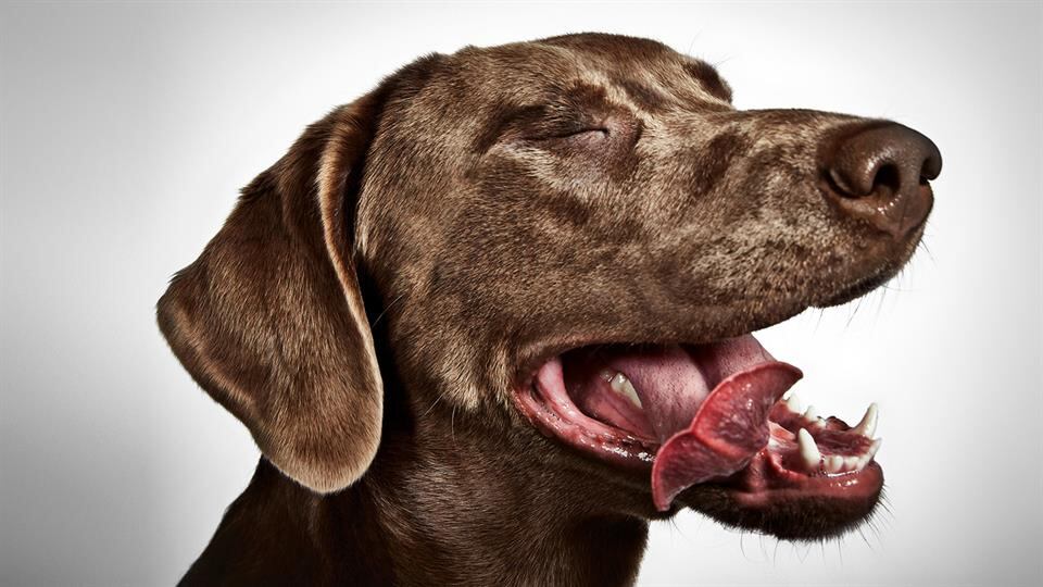 Richard Phibbs, un fotógrafo consagrado, dedicó un hermoso trabajo a los perros de la calle.