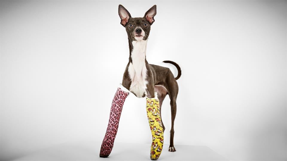 Richard Phibbs, un fotógrafo consagrado, dedicó un hermoso trabajo a los perros de la calle.