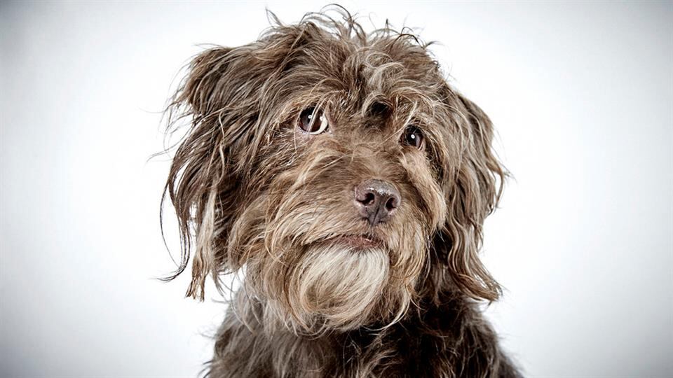 Richard Phibbs, un fotógrafo consagrado, dedicó un hermoso trabajo a los perros de la calle.