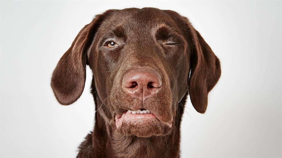 Richard Phibbs, un fotógrafo consagrado, dedicó un hermoso trabajo a los perros de la calle.