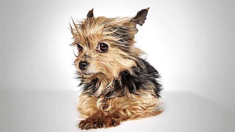 Richard Phibbs, un fotógrafo consagrado, dedicó un hermoso trabajo a los perros de la calle.