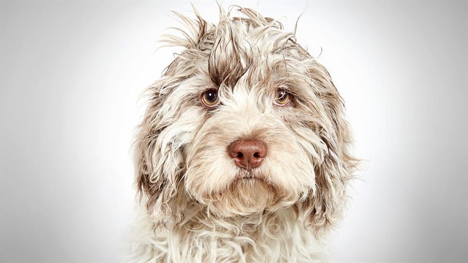 Richard Phibbs, un fotógrafo consagrado, dedicó un hermoso trabajo a los perros de la calle.