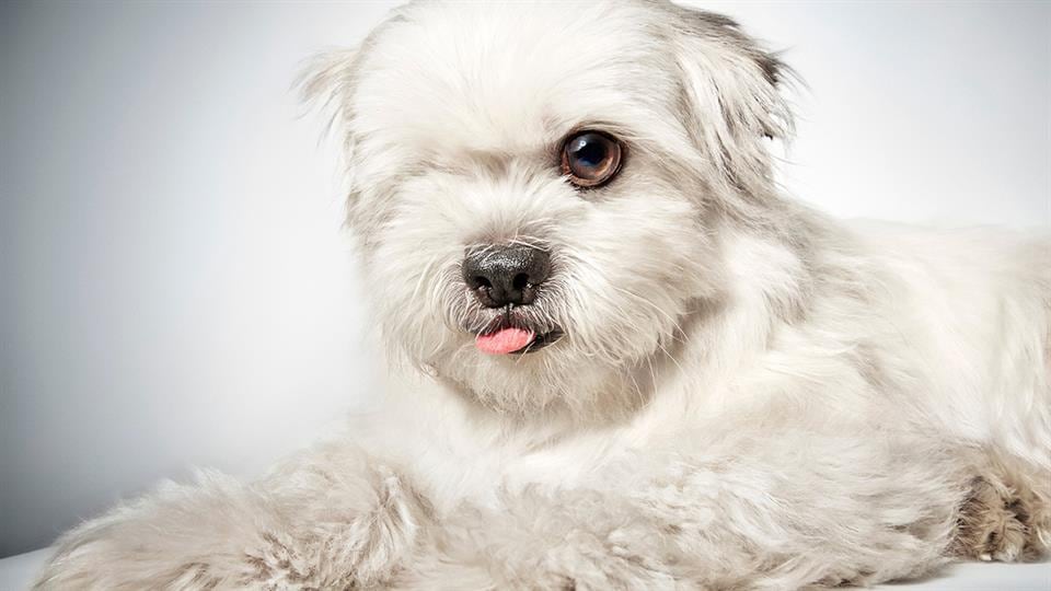 Richard Phibbs, un fotógrafo consagrado, dedicó un hermoso trabajo a los perros de la calle.