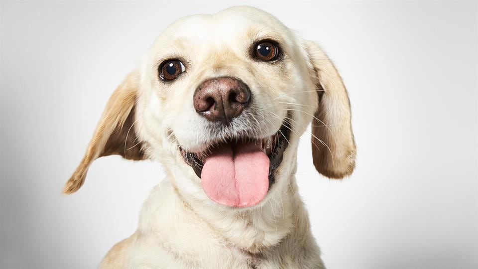 Richard Phibbs, un fotógrafo consagrado, dedicó un hermoso trabajo a los perros de la calle.