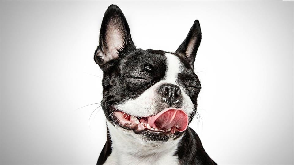 Richard Phibbs, un fotógrafo consagrado, dedicó un hermoso trabajo a los perros de la calle de Nueva York.