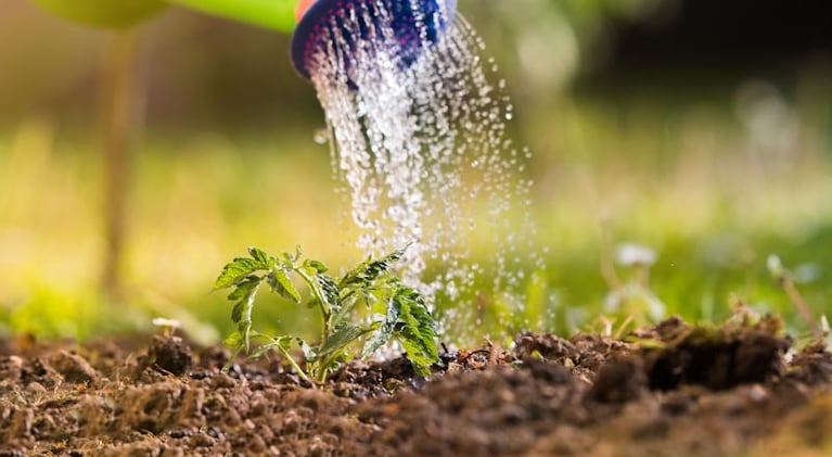 Riego en otoño, menos agua y más nutrientes