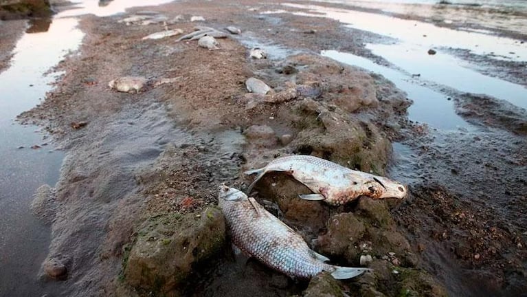 Río Cuarto: aparecieron miles de peces muertos e investigan la causa