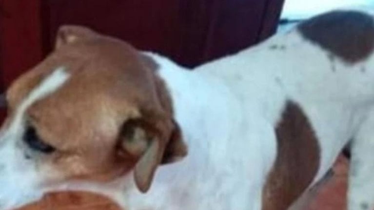 Río Tercero: la Justicia investigará el brutal ataque a un perro que apareció despellejado 