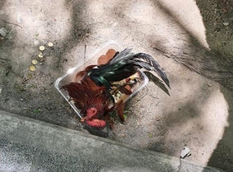 Ritual macabro en la Cañada: encuentran un gallo decapitado