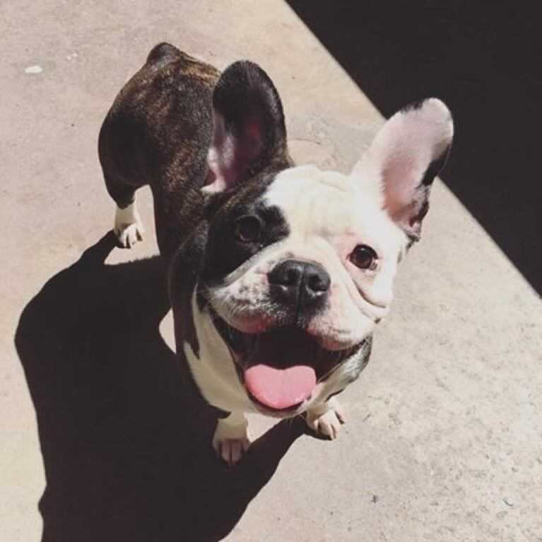 Robaron cinco perros de una casa en barrio Marcos Sastre