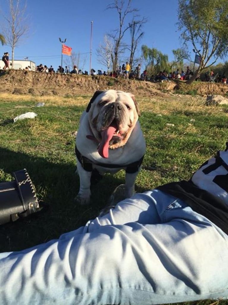 Robaron cinco perros de una casa en barrio Marcos Sastre