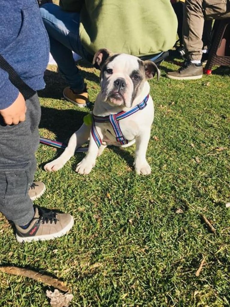 Robaron cinco perros de una casa en barrio Marcos Sastre