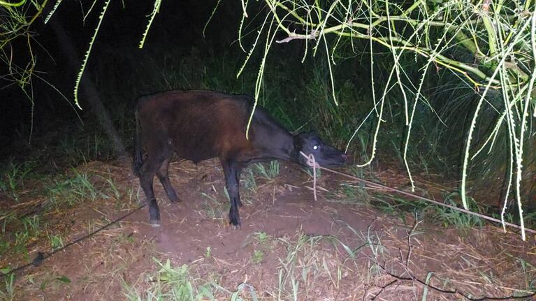 Robaron un ternero, intentaron llevárselo en el baúl pero se les quedó el auto