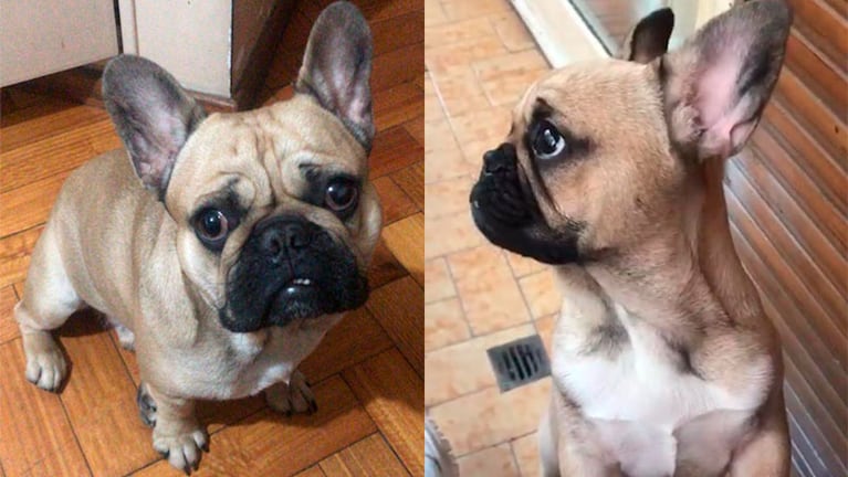 Rocco, el Bulldog francés robado a una familia de turistas en Carlos Paz.