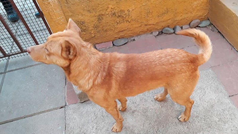 Roco, el perro delator de Huinca Renancó. 