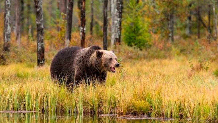 Rusia: fue cazado por un oso y sobrevivió un mes atrapado en la guarida
