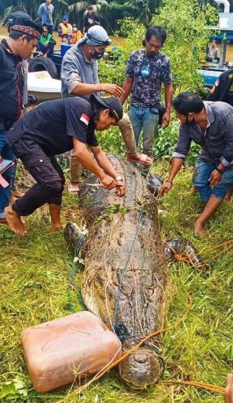 Sacaron el cuerpo de un nene de 8 años del vientre de un cocodrilo gigante