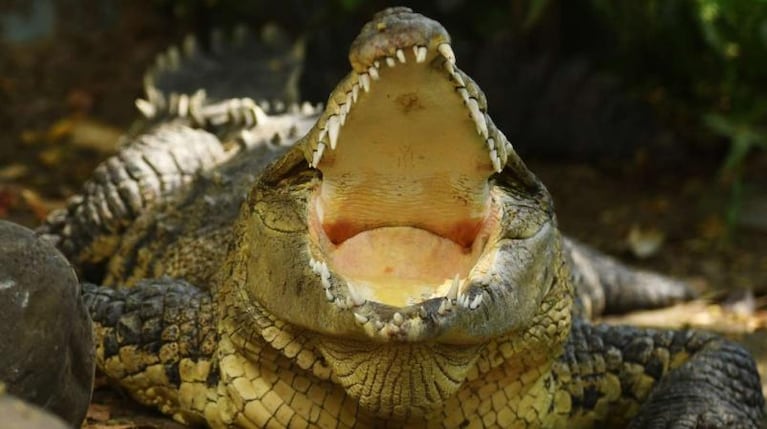 Sacaron el cuerpo de un nene de 8 años del vientre de un cocodrilo gigante